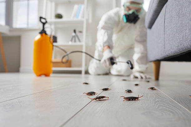 Trusted Termite Control service in Cherry Branch, NC - Nex Pest Control